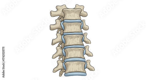 Anatomical illustration of human spine lumbar vertebrae bones structure for medical education and study guide on transparent background