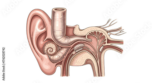 Human ear anatomy diagram showing outer middle and inner ear structures medical illustration for education 100 on transparent background
