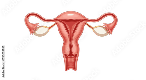 Human female reproductive system anatomy diagram including uterus fallopian tubes and ovaries illustration on transparent background