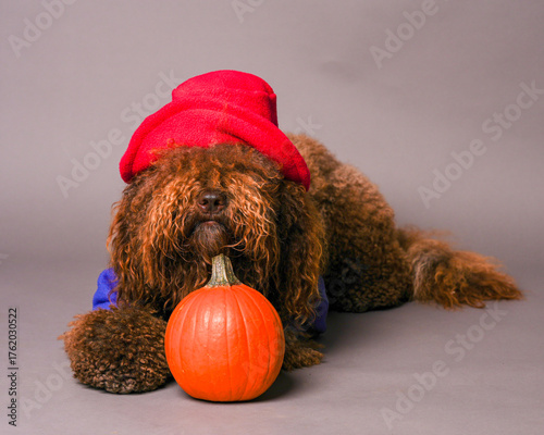 Portrait of a barbet dog wearing a halloween costume and posing in front of a pumpkin.