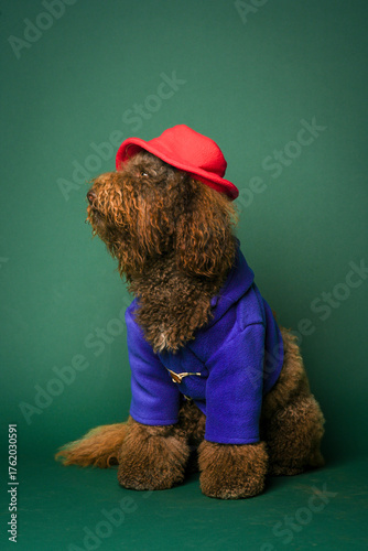 Portrait of a barbet dog dressed in a halloween costume.