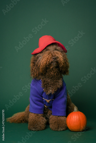 A barbet dog wearing a halloween costume.