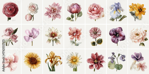 Collection of vintage botanical illustrations of various flowers isolated on white background