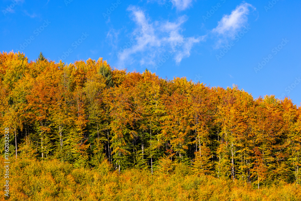 Fototapeta premium Autumn landscape with yellow trees at the edge of a forest