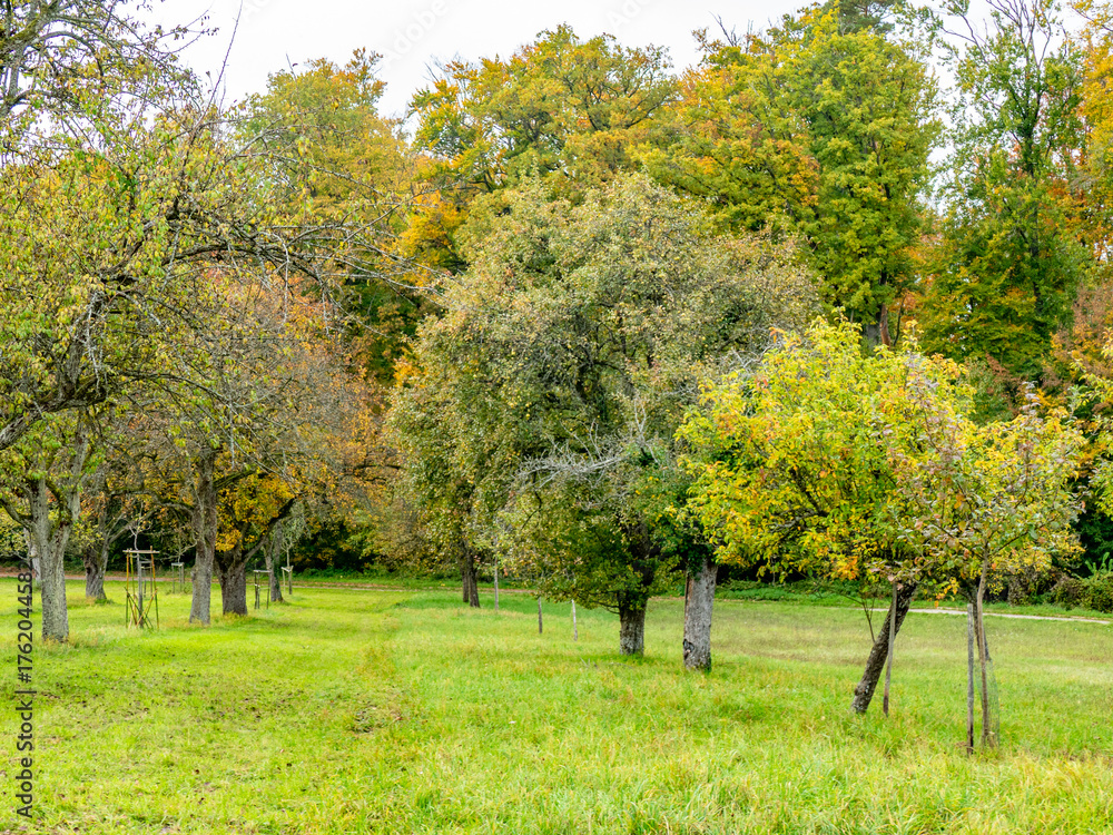 Naklejka premium Baumgrundstück im Herbst