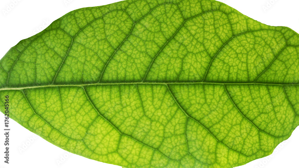 Obraz premium Green avocado leaf on white background.