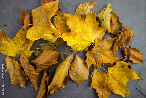 An overhead view of fallen autumn leaves set on a blue slate background.
