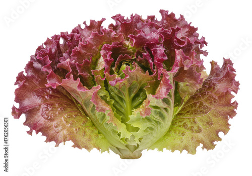 Papier peint Fresh red leaf lettuce isolated on a clean backdrop, vibrant salad ingredient fo