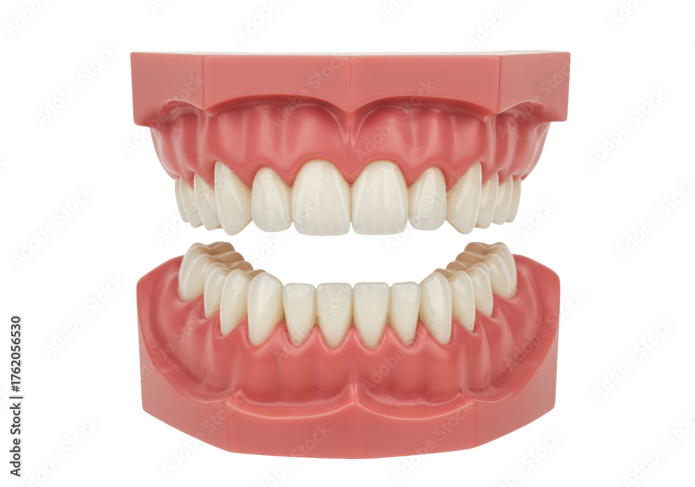 Obraz premium Dental model with teeth isolated, anatomical representation of human jaw for educational purposes and dental hygiene instruction