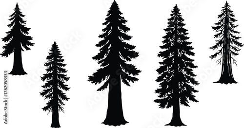 y designConiferous tree silhouette, pine forest illustration, black tree vector, nature graphic, evergreen landscape, isolated trees, botanical art, forestry design