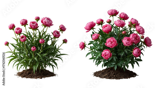 set of peony bushes on a transparent background