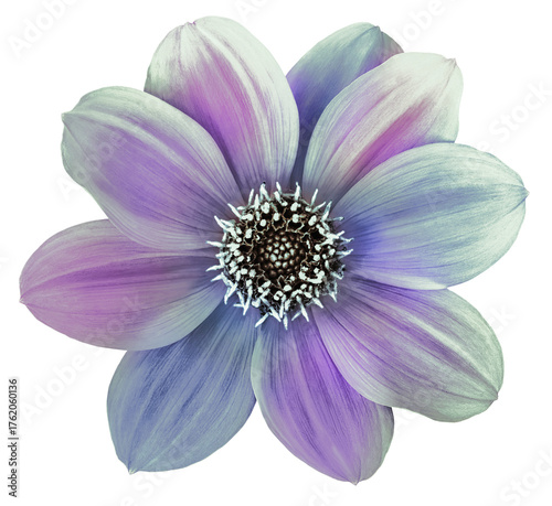 Dahlia flower. Flower on  isolated  background. For design. 