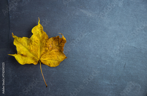 An overhead view of a single sycamore tree leaf set against a blue slate background.