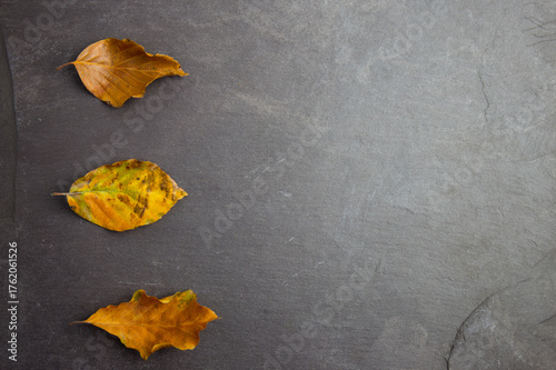 An overhead view of a trio of fallen beech tree leaves set against a blue slate background