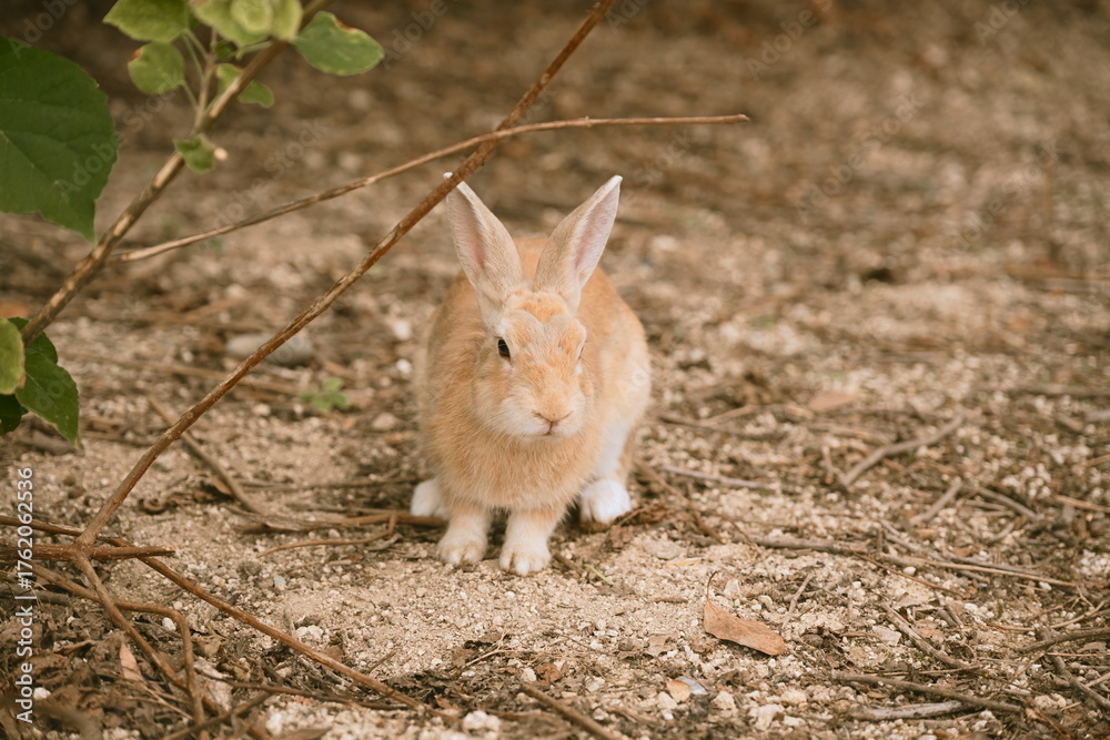 Fototapeta premium Rabbit Island, Hiroshima Japan