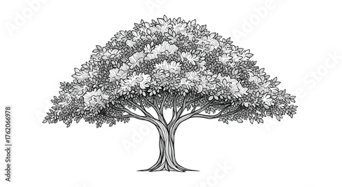 A detailed sketch of a large deciduous tree with a broad canopy.