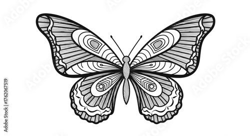 Detailed black and white illustration of a butterfly with intricate patterns on its wings.
