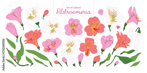 Set of Alstroemeria flower in pink, red and white color, isolated on transparent background, hand-drawn botanical illustration.