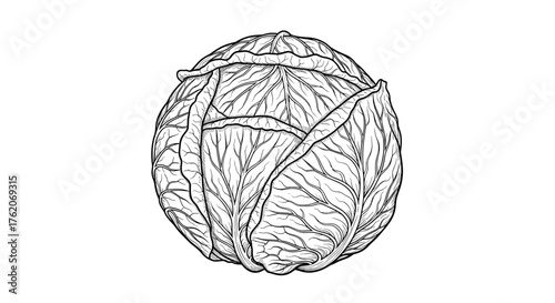 A detailed line drawing of a round cabbage with leafy outer layers.