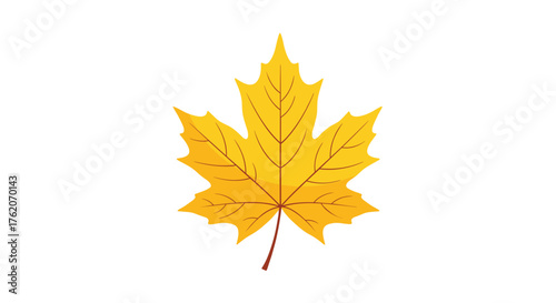 Autumn is coming and a yellow maple leaf is a sign of this.