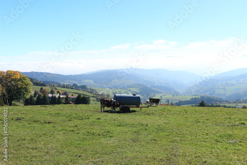 Vaches et citerne