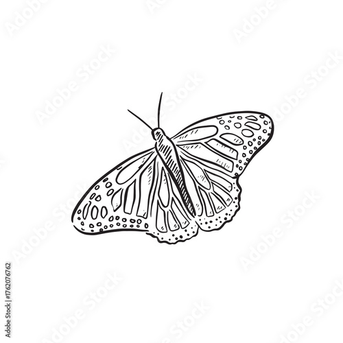 Butterfly illustration hand drawn in black.