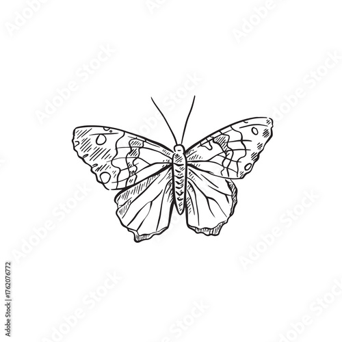 Butterfly illustration hand drawn in black and white.