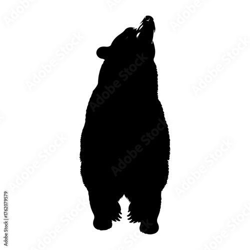 Black bear standing roaring silhouette
