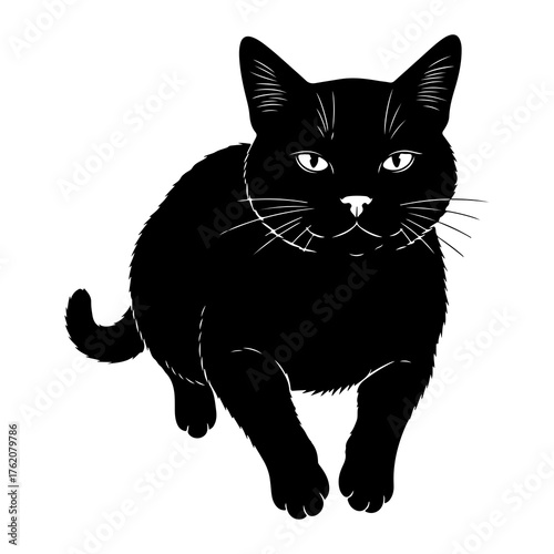 Black cat silhouette feline animal