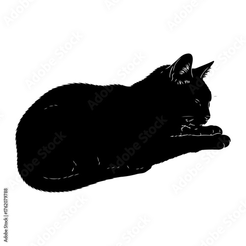 Black cat resting animal feline