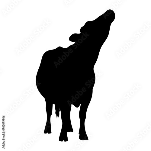 Black cow silhouette head raised white animal
