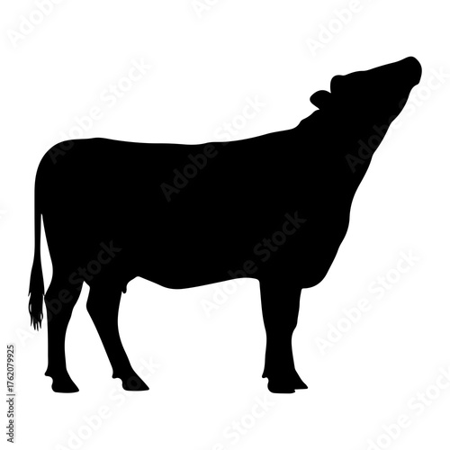 Black cow silhouette head tilted upward white background