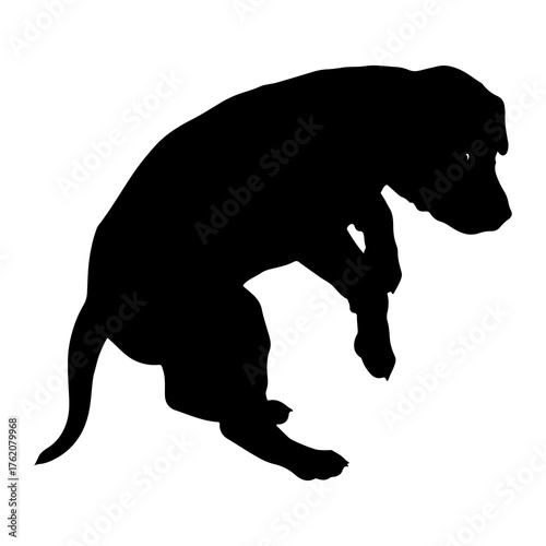 Black dog silhouette resting animal canine
