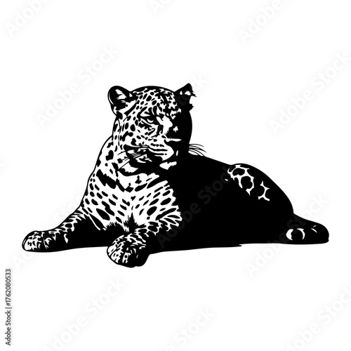 Black leopard resting on white big cat feline