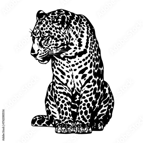 Black leopard sitting with spotted fur big cat black and white