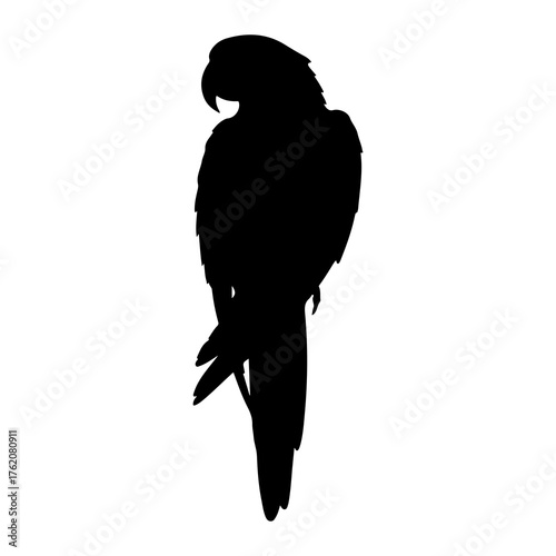 Black parrot silhouette perched bird