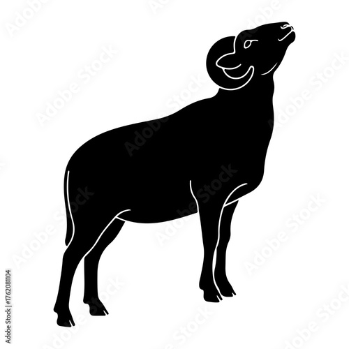 Black ram looking upwards sheep animal