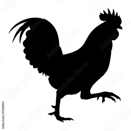 Black rooster silhouette walking white bird