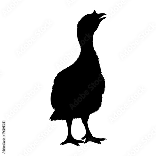 Black silhouette of a goose chick calling white background