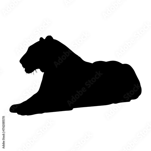 Black silhouette of a resting lioness animal big cat