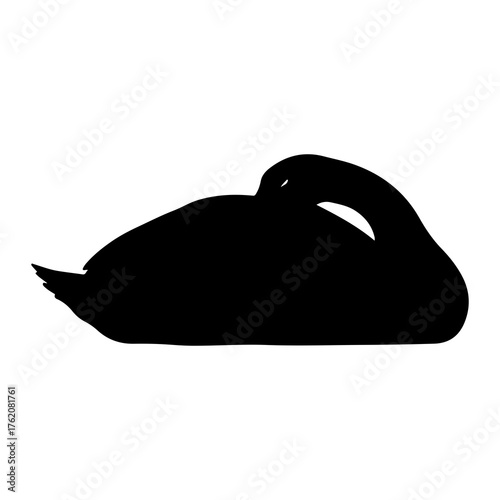 Black swan resting silhouette bird
