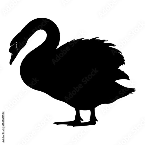 Black swan silhouette elegant posture white bird