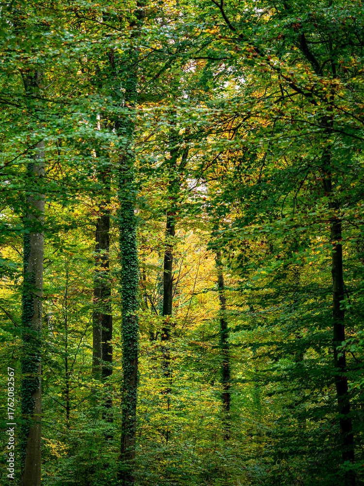 Obraz premium Mischwald im Herbst