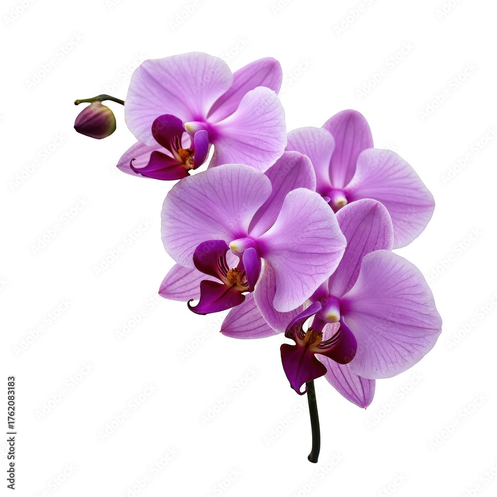 Fototapeta premium Beautiful elegant purple phalaenopsis orchid flower blossom. graceful botanical plant for wellness and decoration