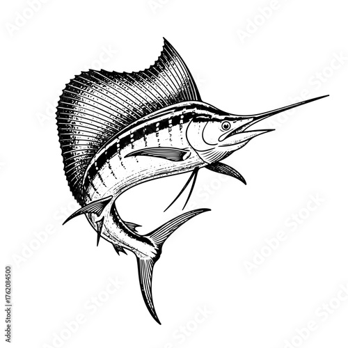 sailfish engraving white and black, vector illlustration