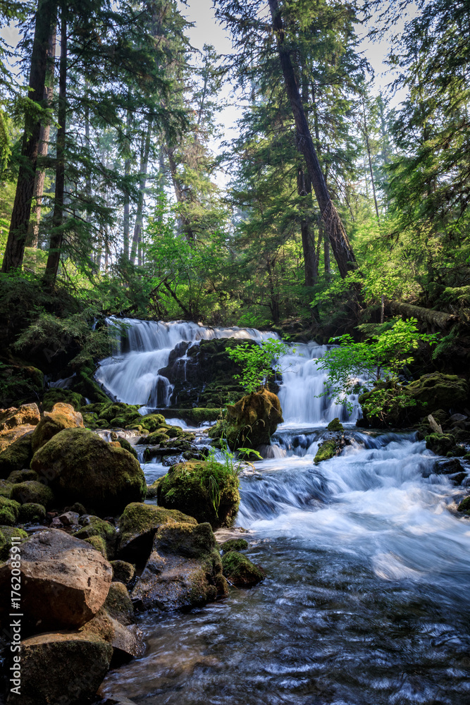 Obraz premium Serene Forest Stream with Waterfall