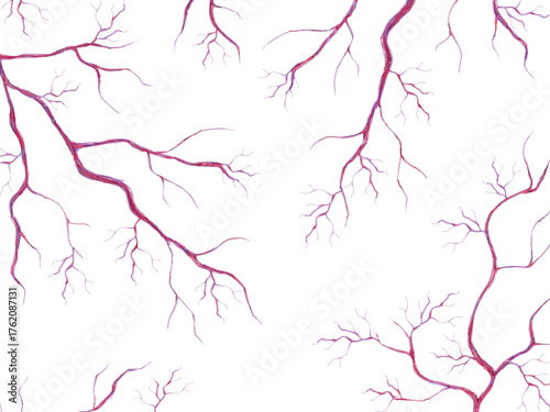 毛細血管　イラスト素材