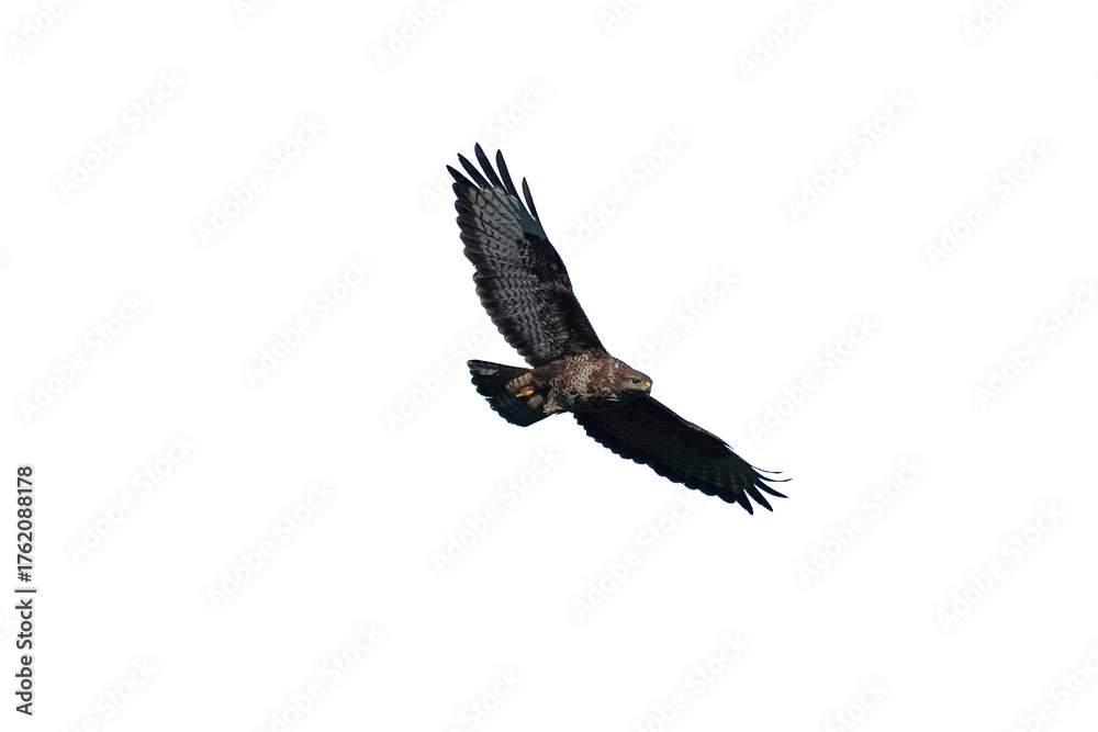 Obraz premium a buzzard in flight