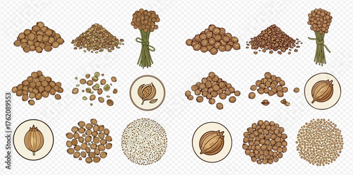 Illustration showing different forms of coriander seeds and plants.