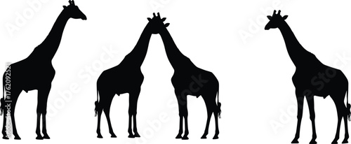 Giraffe silhouettes, wildlife art, animal symmetry, black and white, nature illustration, safari theme, minimalist design, elegant posture, exotic mammals, peaceful scene